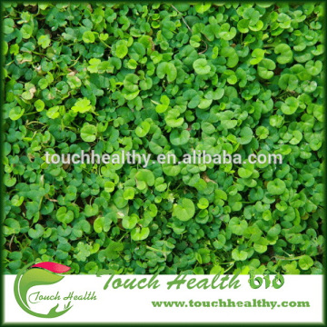 2016 Touchhealthy supply creeping dichondra seeds/ Dichondra repens seeds/lawn grass seeds